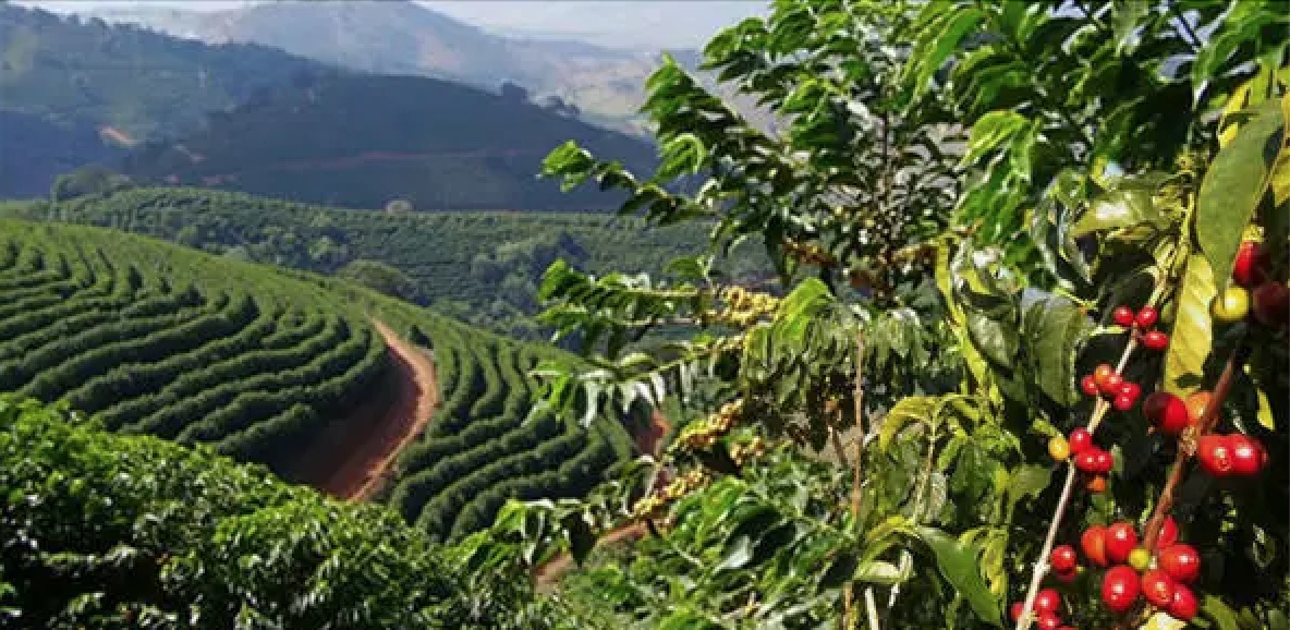 截止2020年底,普洱市超过20,000公顷的咖啡种植园被认证为4c标准产区.